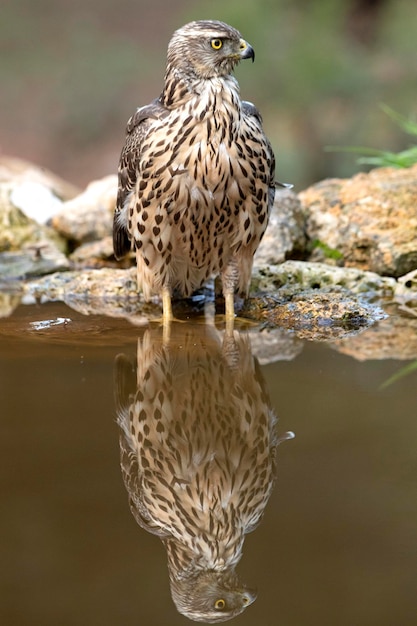 Jonge havikvrouwtje drinkend bij een natuurlijk waterpunt in een dennen- en eikenbos