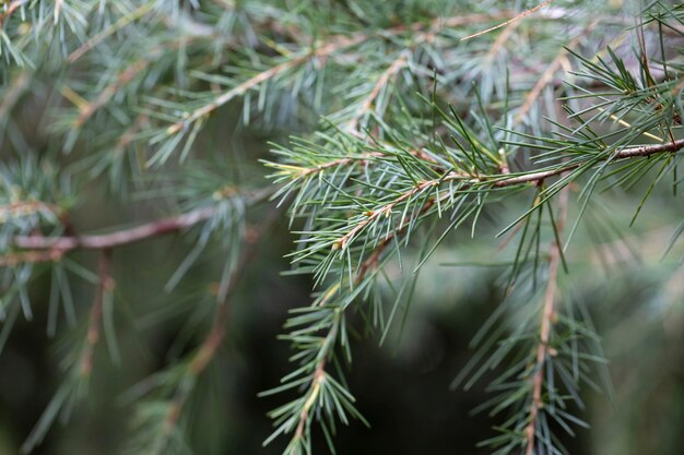 Jonge heldergroene naalden van Himalayacedercedrus deodara