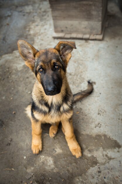 Jonge herder pup in de tuin