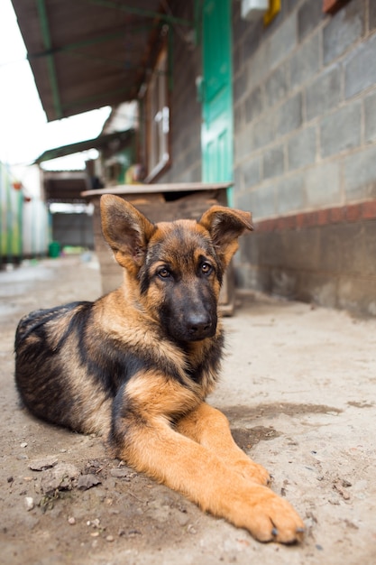 Jonge herder pup in de tuin