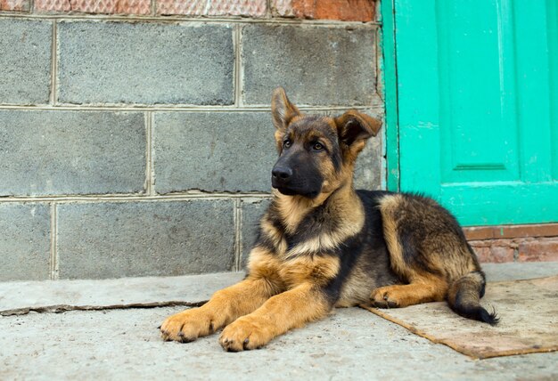 Jonge herder pup in de tuin