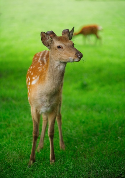 Jonge herten grazen in de zomer op het gras op de boerderij