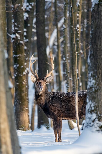 Jonge herten in het winterbos