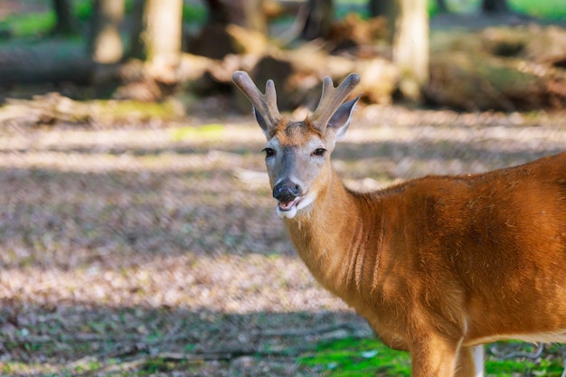 Jonge herten poseren in het bos