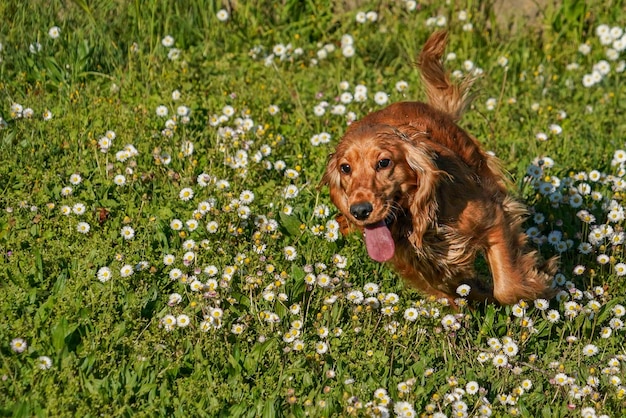 Jonge hond die op het gras loopt