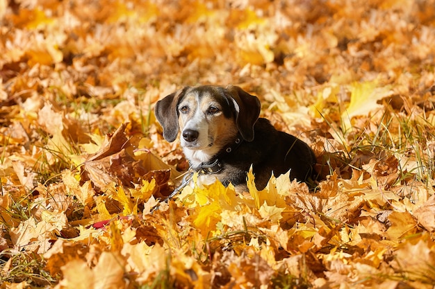 Foto jonge hond in het park in de herfst. op gele gevallen bladeren