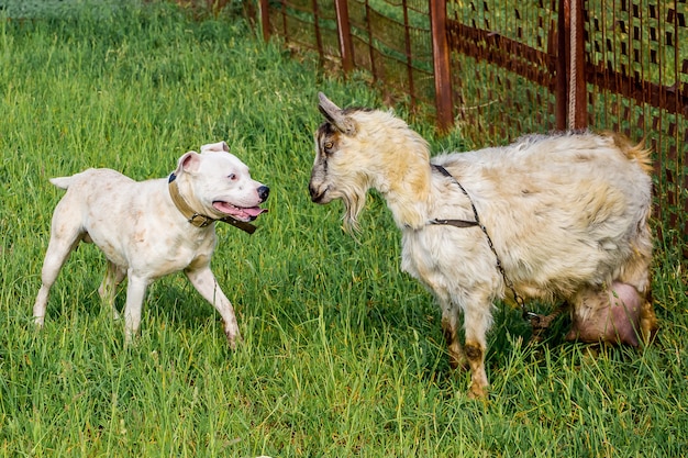 Jonge hond pitbull beschermt de geit. Dieren zijn vrienden. Sterke vriendschap_