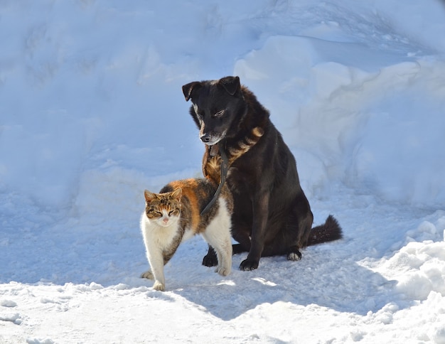 Jonge hond speelt met een kat op een winterse dag in een tuin