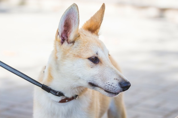 Jonge hond van het ras een husky (laika) aangelijnd_