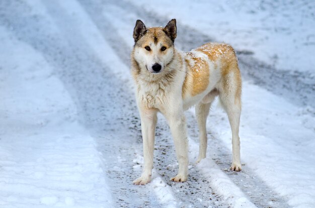 Jonge hond wandelen in de sneeuw in de winter