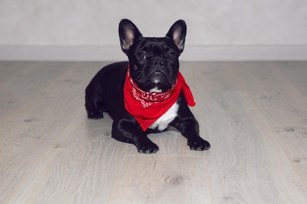 Jonge hond zwarte franse buldog met een rode sjaal om haar nek op de vloer van een huis in een tegen een lichte muur