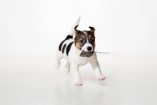 Jonge hondje vrolijk poseren. Leuk speels bruin wit hondje of huisdier spelen op witte studio achtergrond. Concept van beweging, actie, beweging, huisdieren liefde. Ziet er blij uit, grappig. Copyspace voor advertentie.