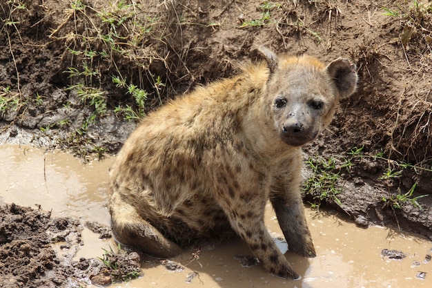 Jonge hyena die een duik neemt in een modderplas in de Afrikaanse savanne van de serenget