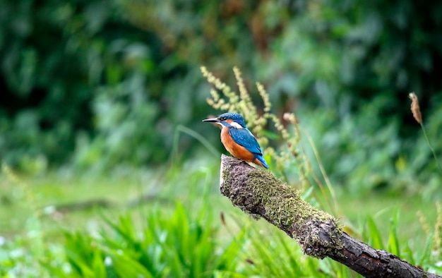 Jonge ijsvogel die aan het vissen is vanaf een paar roestende ijzeren leuningen.