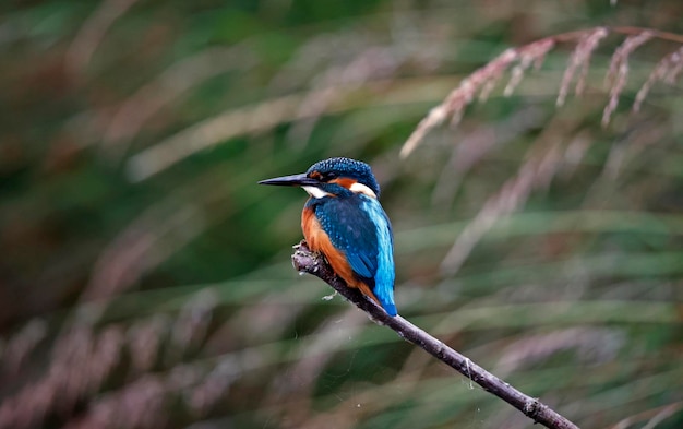 Jonge ijsvogel vissen rond het meer