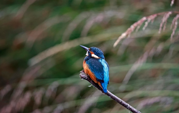 Jonge ijsvogel vissen rond het meer