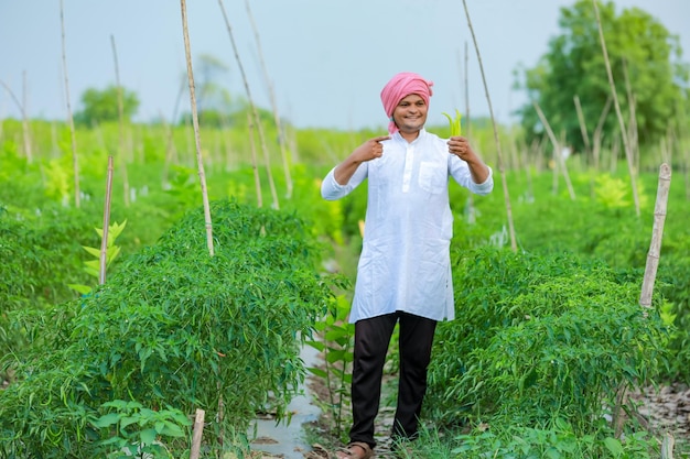 Jonge Indiase boer die groene chilipeper in handen houdt op groen, kil veld