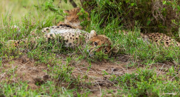 Jonge jachtluipaard bij serengeti, tanzania. Familie van jachtluipaarden. Familie van cheetah op de natuur