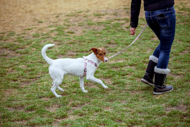 Jonge jack russel hond klein hondenras pure rashond hondentraining