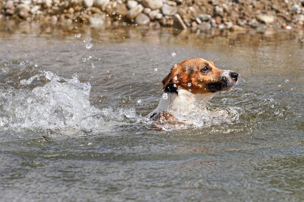 Jonge Jack Russell-terriërhond zwemt in de rivier, alleen haar hoofd boven het oppervlak terwijl het water rondspat.