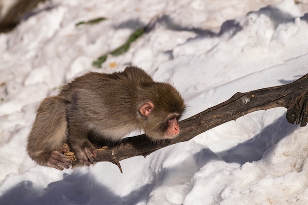 jonge Japanse makaak, (macaca fuscata)