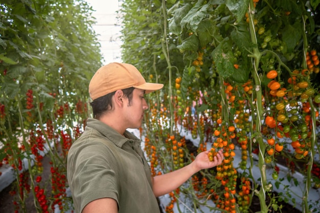 Jonge jongensboer die tomaten van planten verzamelt