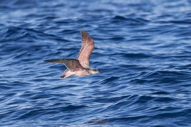 Foto jonge juveniele geelpootmeeuw larus michahellis vliegt over de blauwe atlantische oceaan