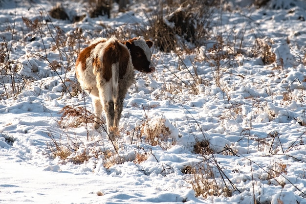 Jonge kalveren grazen in een veld in de winter, op zoek naar gras onder de sneeuw