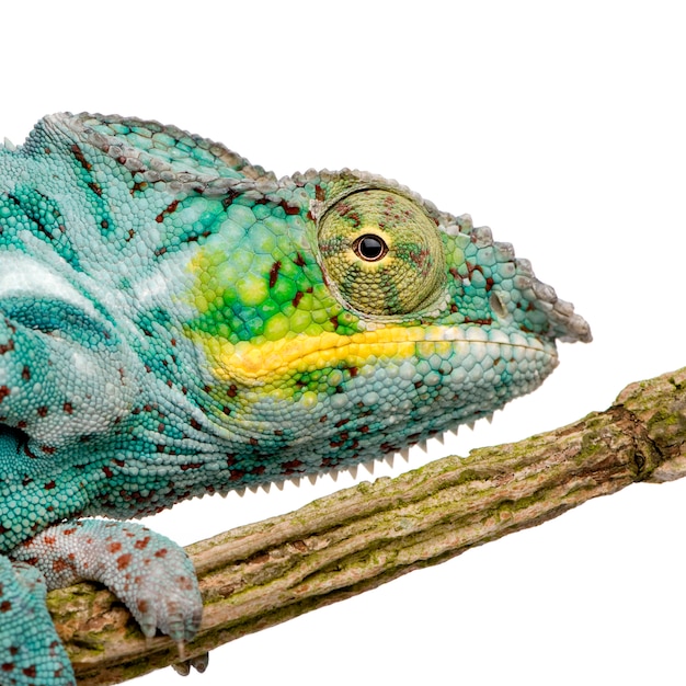 Foto jonge kameleon furcifer pardalis - ankify op een geïsoleerd wit