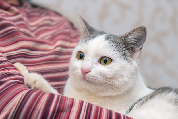 Jonge kat in de armen van een vrouw