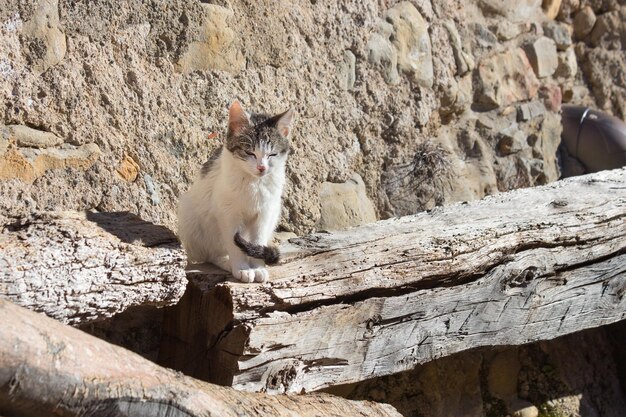 Jonge kat in de ochtend