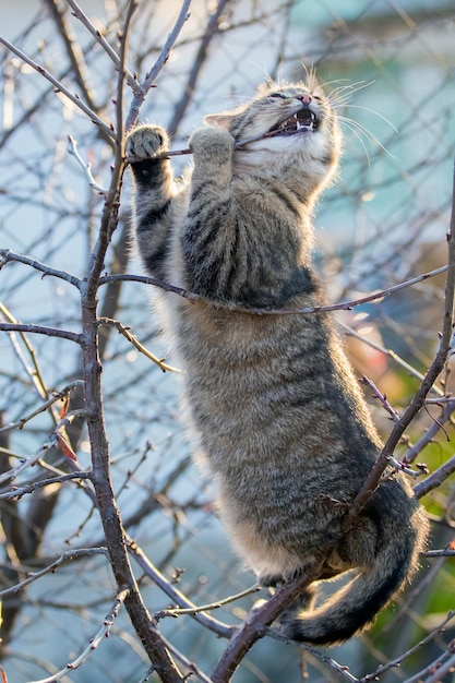 Jonge kat in de tuin op een boom knaagt aan een tak