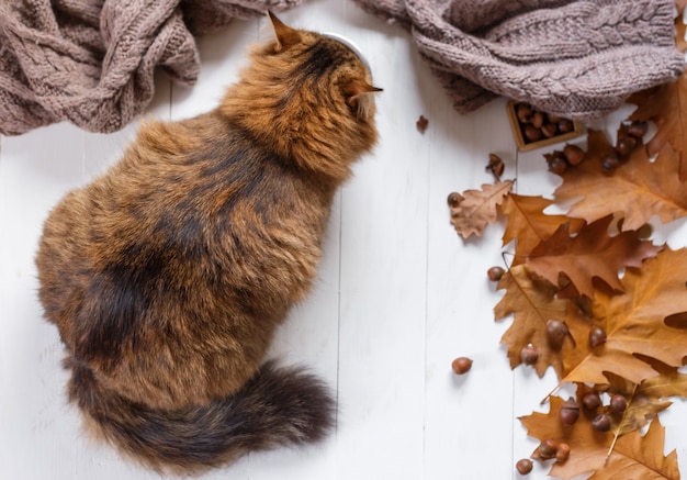 jonge kat na het eten van voedsel van een bord. Bovenaanzicht