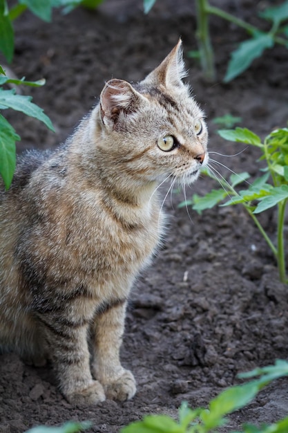 Jonge kat zit in de tuin tussen de planten op een zomerse dag