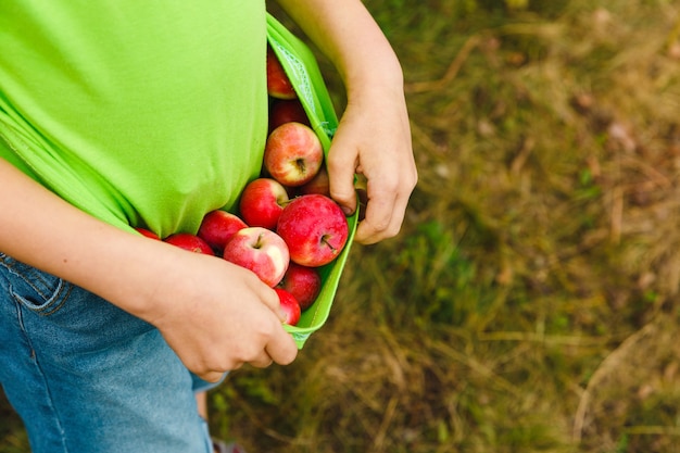 Jonge kindjongen die verse organische sappige rode appelen in zijn t-shirt houdt. Oogst in groene tuin buiten