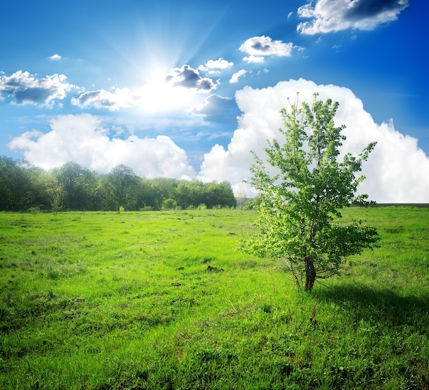 Jonge kleine boom op een groene weide bij zonlicht