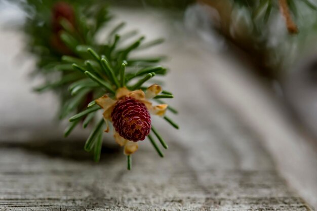 Jonge kleine bultjes op spar Picea abies bij het oude houten hek