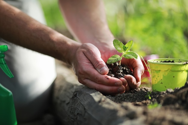 Jonge kleine spruit om in handen in de grond te landen