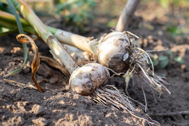 Jonge knoflook met wortels die op tuingrond liggen Collectie van Lyubasha-knoflook in de tuin