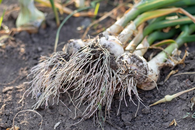 Jonge knoflook met wortels die op tuingrond liggen Collectie van Lyubasha-knoflook in de tuin