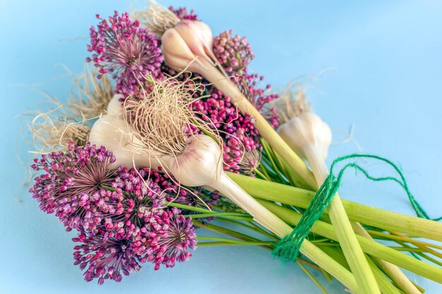 Jonge knoflookkoppen en knoflookbloemen op een blauwe achtergrond