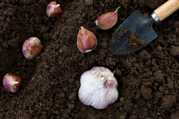 Jonge knoflookteentjes worden in de grond geplant. Bovenaanzicht van knoflook en een spatel voor opplant. Heel wat knoflook, macrofoto van groenten. Gezonde groenten groeien in de tuin