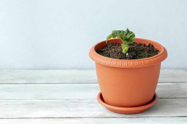 Jonge knolbegonia plant in een pot met kopie ruimte Huisplanten hobby sierteelt