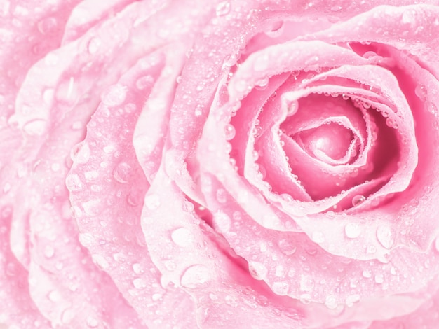 Jonge knoppen van roze rozen Bloemen met druppels