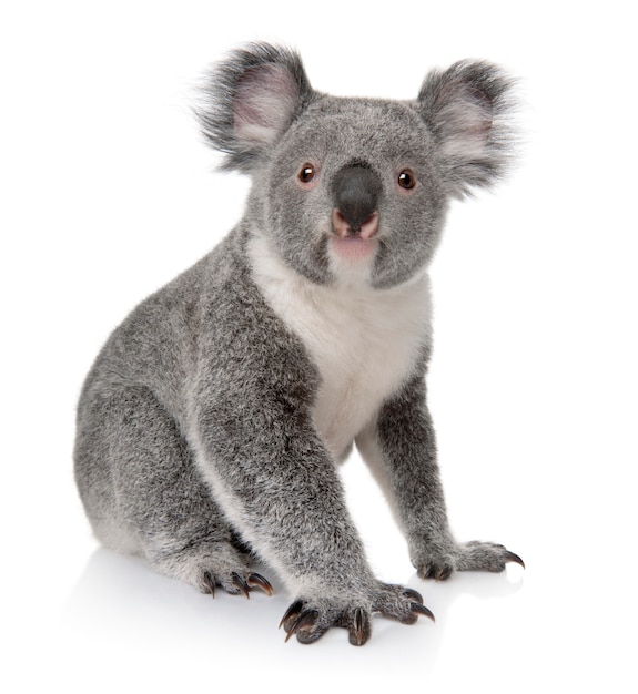 Jonge koala, Phascolarctos-cinereus, op een geïsoleerd wit