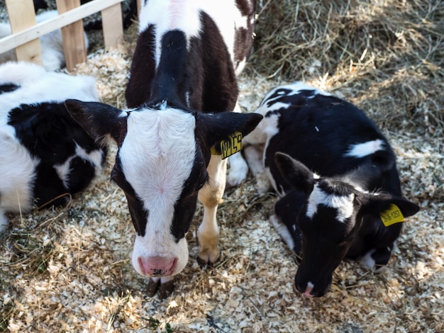 Jonge koe in een stal. Veeboerderij. Vleesindustrie.