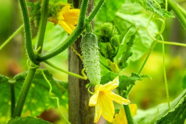 jonge komkommer groeit in de tuin op een groenteplantage. teelt van komkommers concept