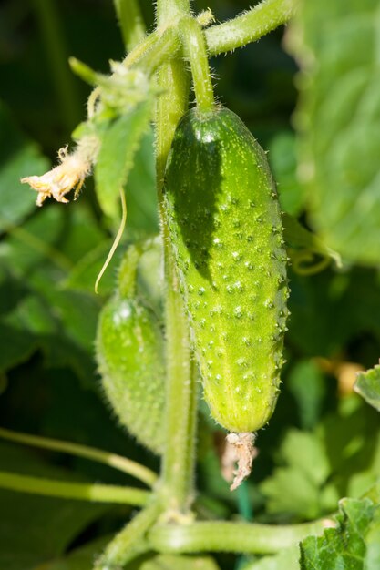 Jonge komkommer in de tuin