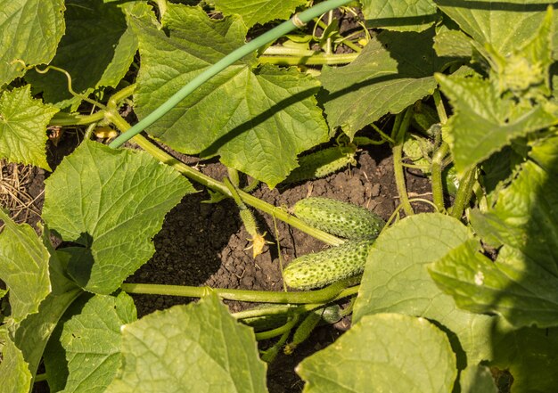 Jonge komkommerplanten met bloemen en fruit