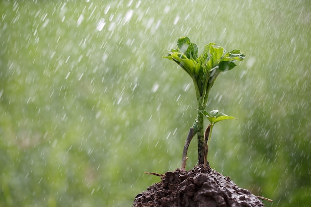 Jonge konjac-plant wordt op de grond geplant en geeft water op een wazige groene achtergrond, MVO-concept